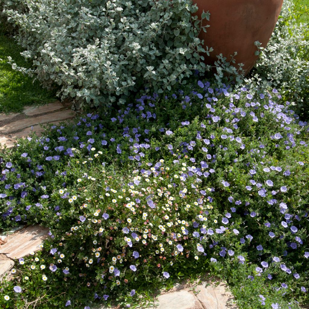 Convolvulus sabatius - Campanilla azul