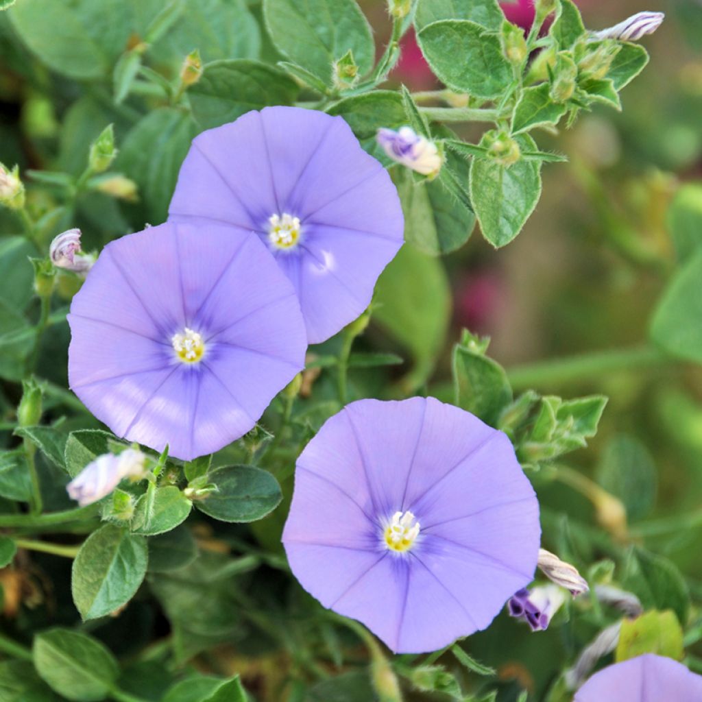 Convolvulus sabatius - Campanilla azul