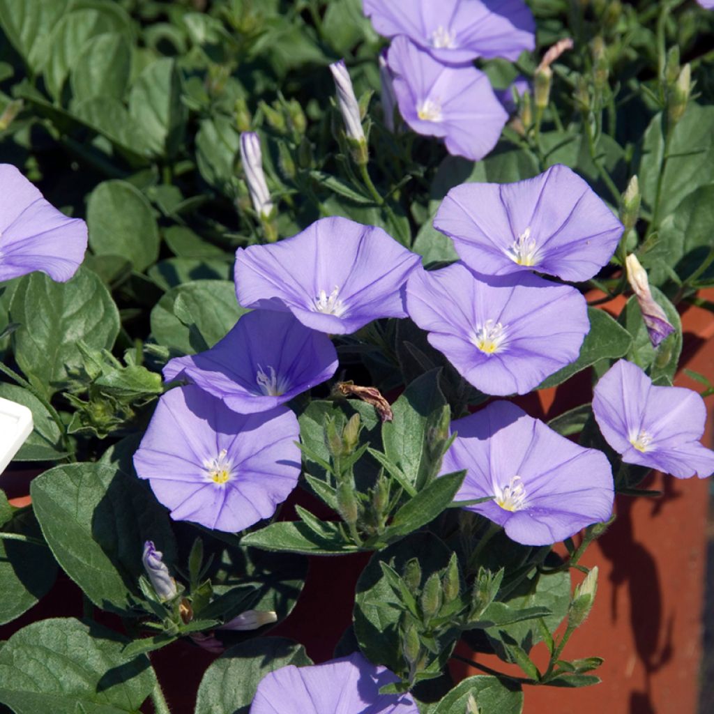 Convolvulus sabatius - Campanilla azul