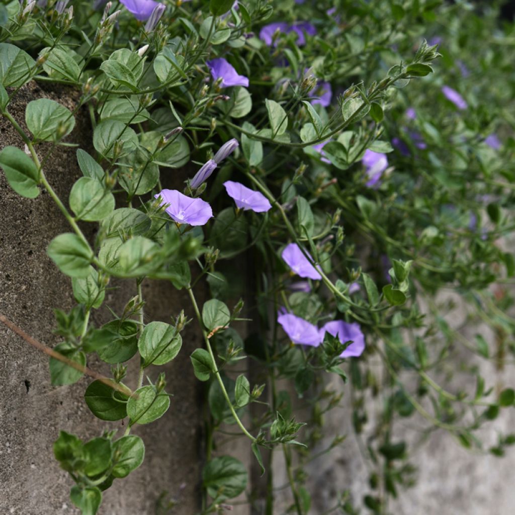 Convolvulus sabatius - Campanilla azul