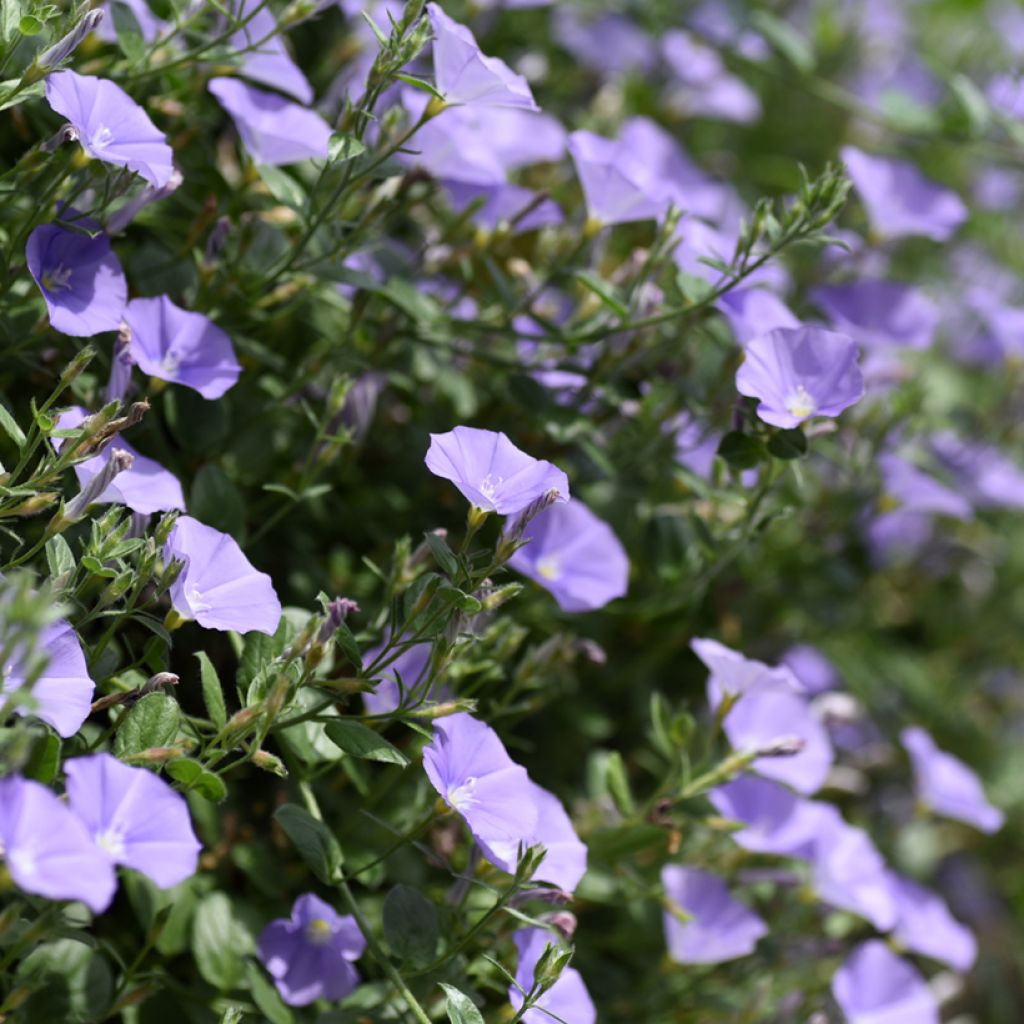 Convolvulus sabatius - Campanilla azul