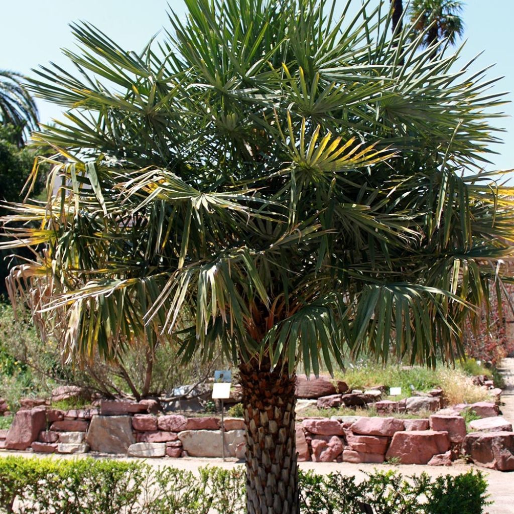 Copernicia alba - Palmier d'Argentine, Caranday