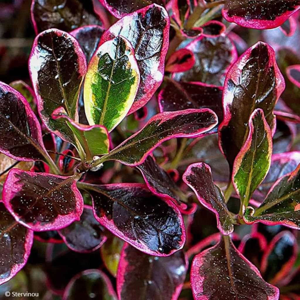 Coprosma repens Eclipse