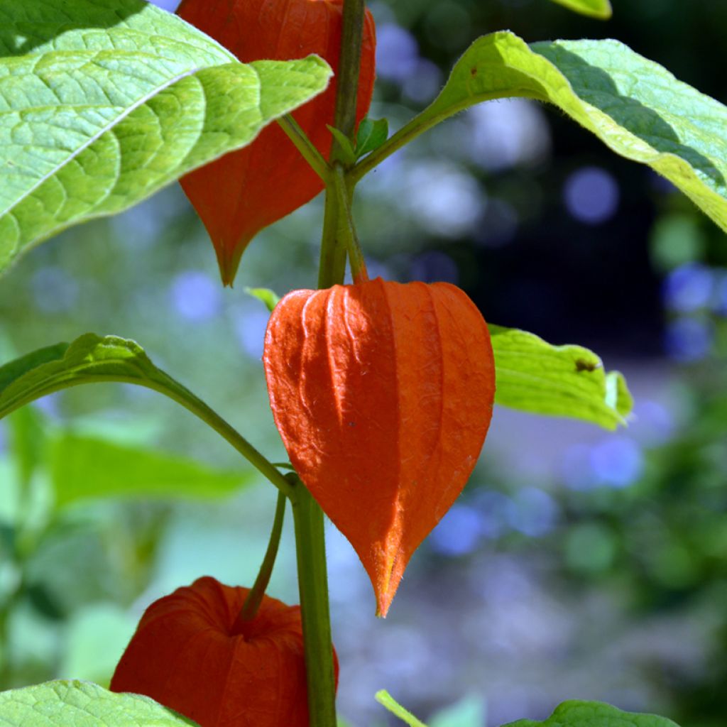 Aguaymanto - Physalis edulis