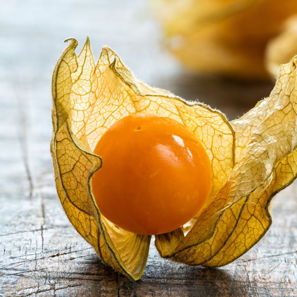 Aguaymanto - Physalis edulis