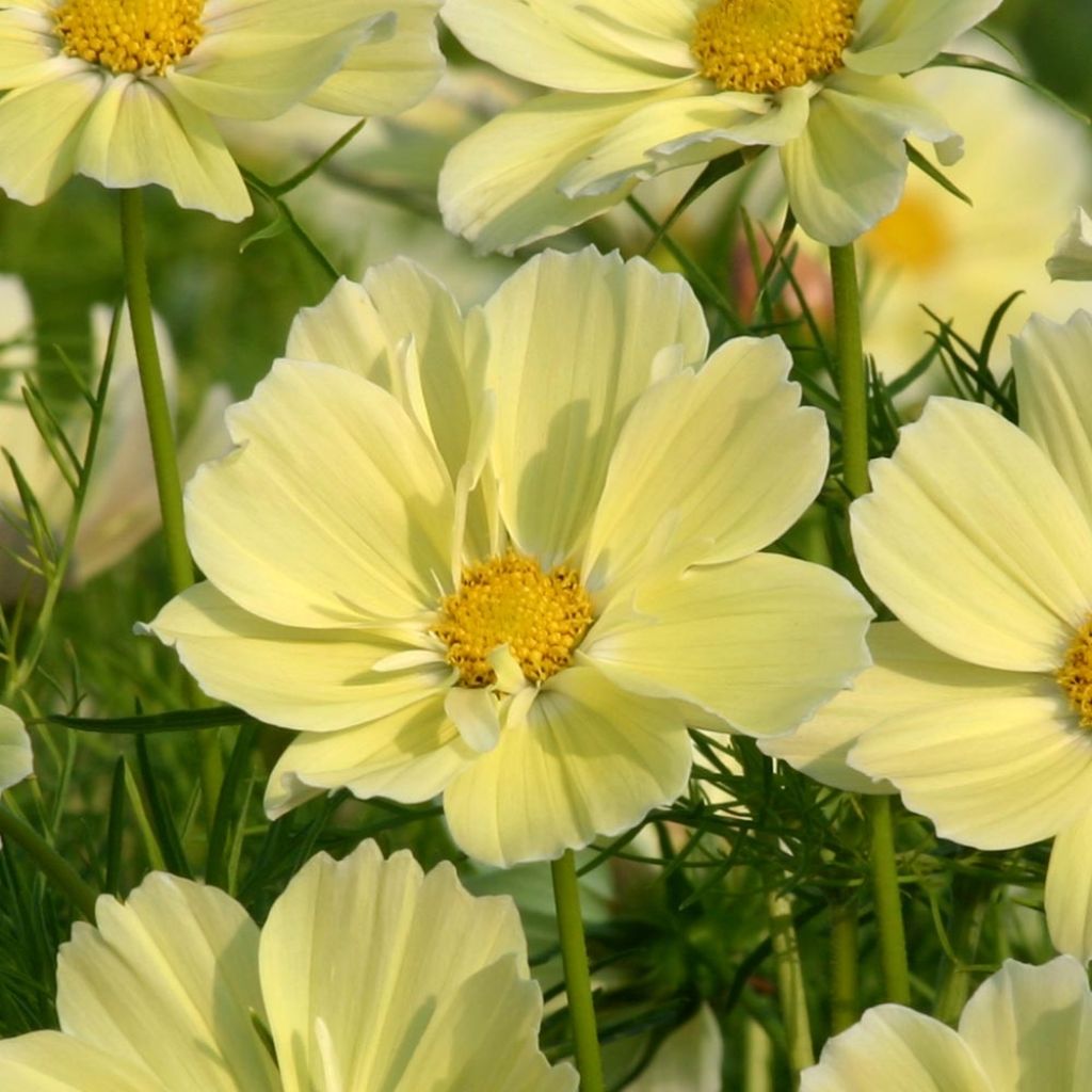 Cosmos Xanthos jaune Mini-mottes