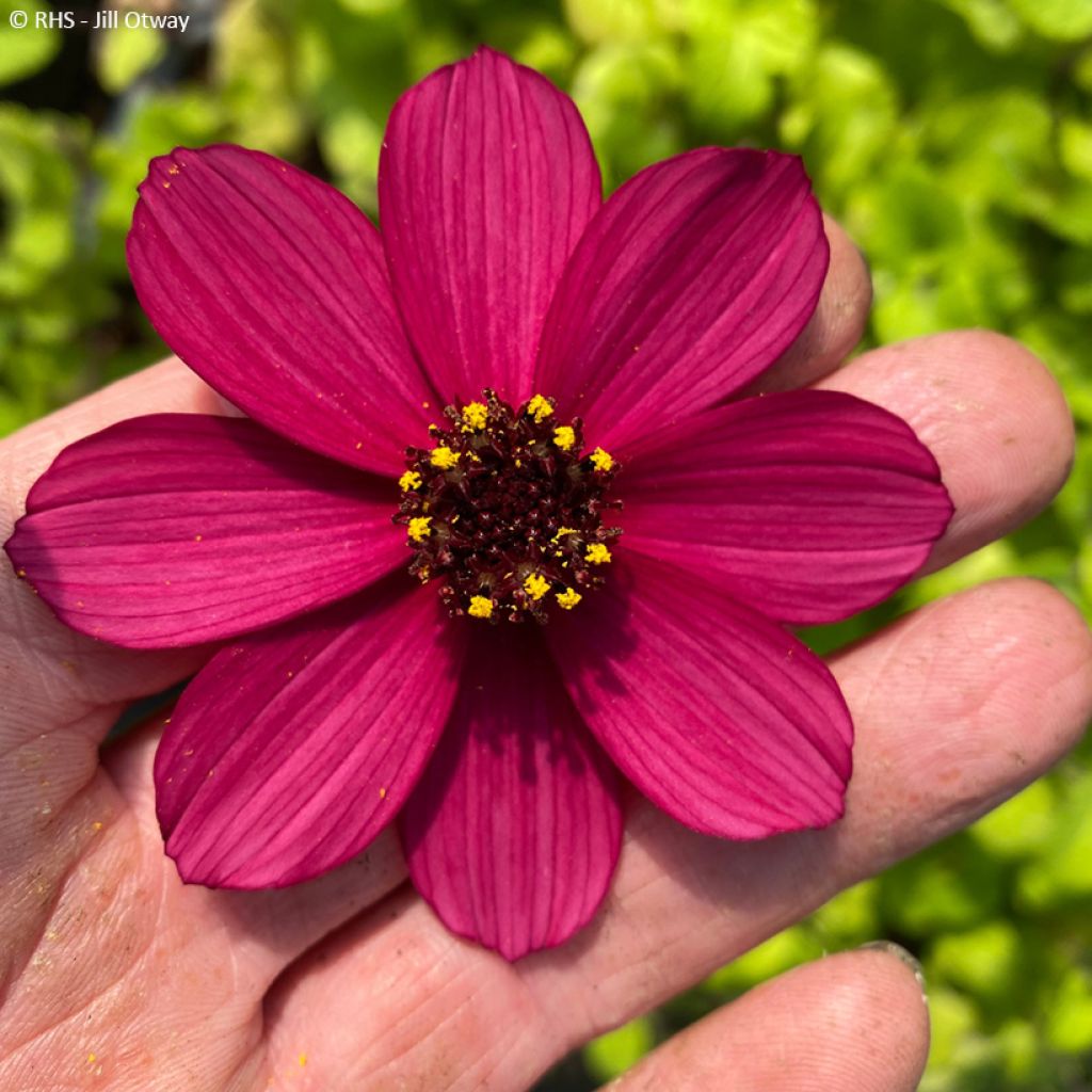 Cosmos atrosanguineus Cherry Chocolate