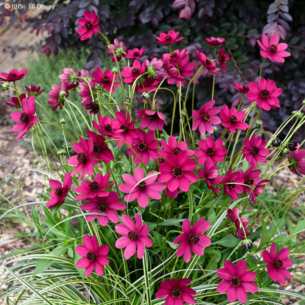 Cosmos atrosanguineus Cherry Chocolate