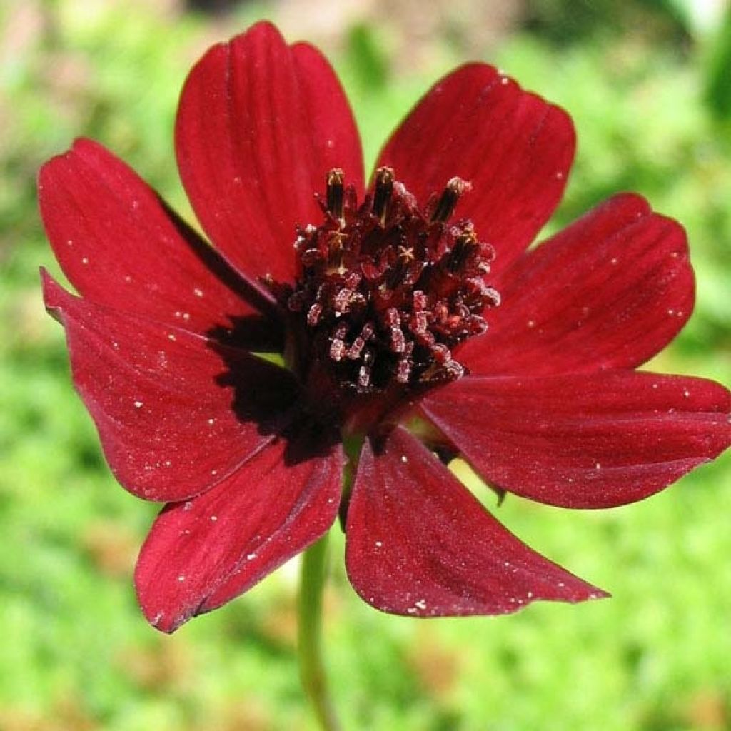 Cosmos atrosanguineus - Cosmos chocolat en bulbe