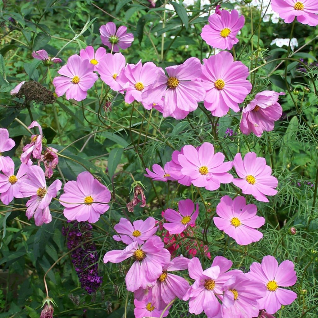 Cosmos peucedanifolius Flamingo