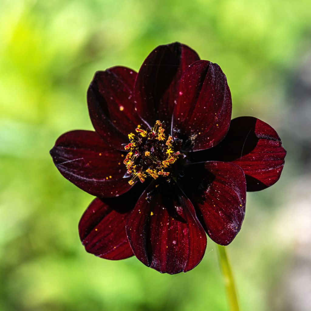 Cosmos Mexican Black