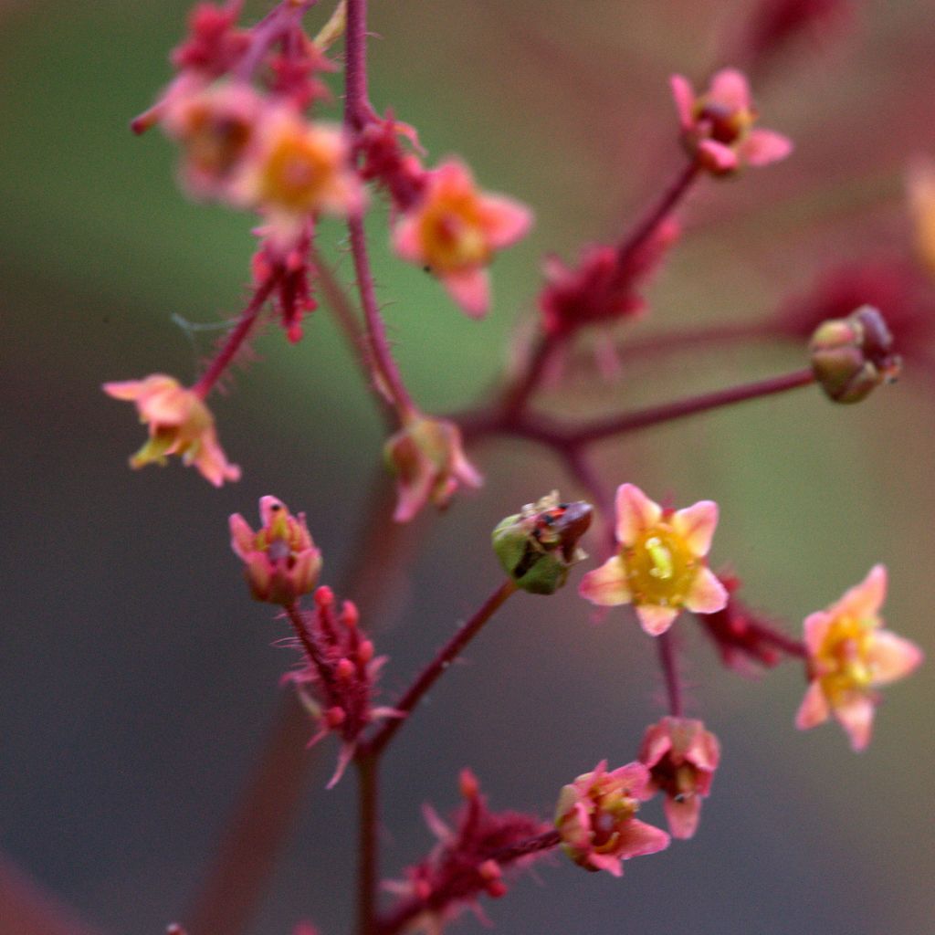 Cotinus Grace