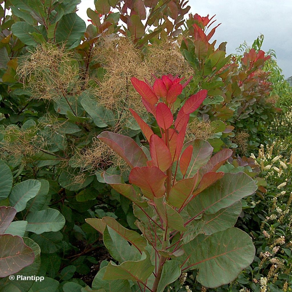 Cotinus coggygria Old Fashioned - Arbre à Perruques