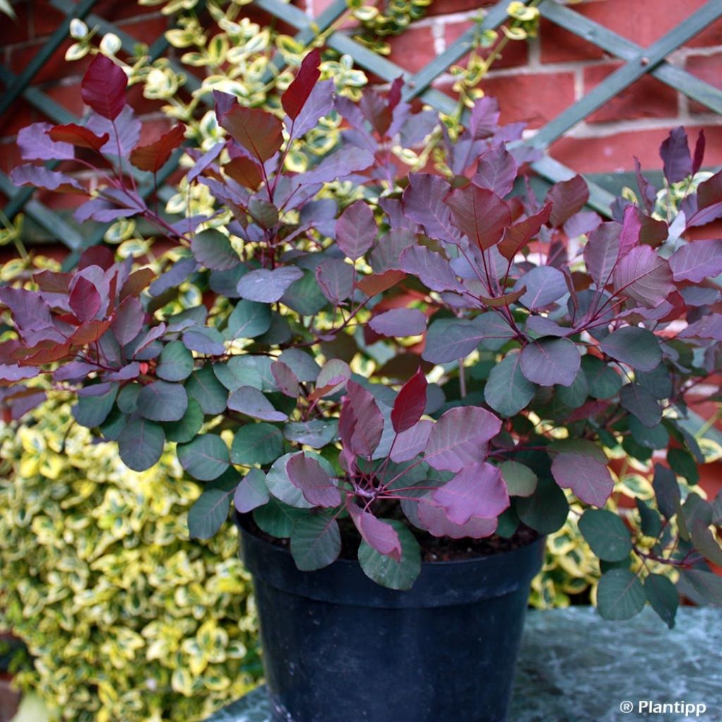 Cotinus coggygria Dusky Maiden - Arbre à Perruques