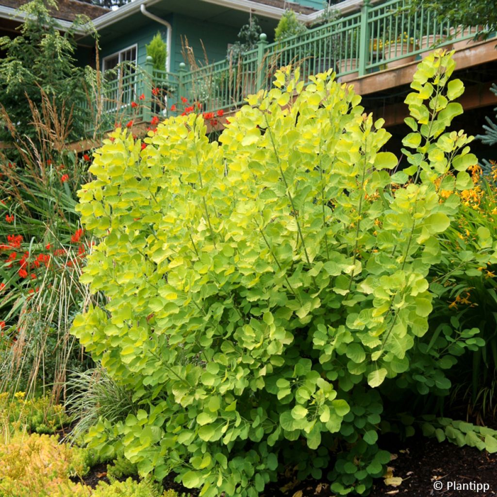 Árbol de las pelucas Golden Spirit - Cotinus coggygria