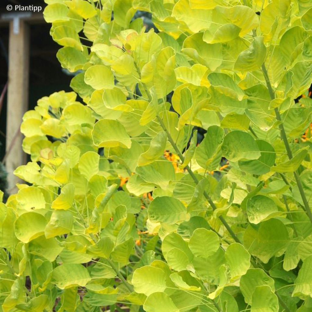 Árbol de las pelucas Golden Spirit - Cotinus coggygria