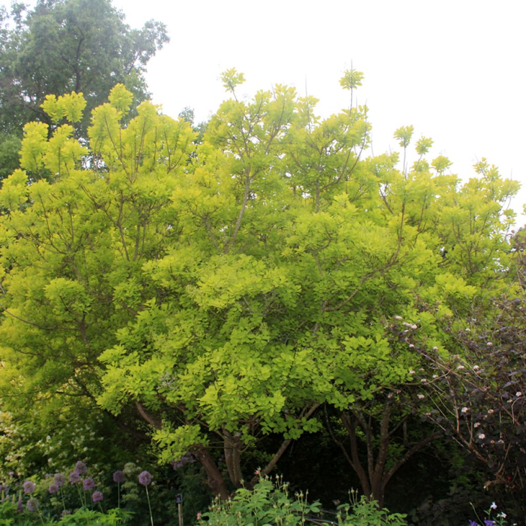 Árbol de las pelucas Golden Spirit - Cotinus coggygria