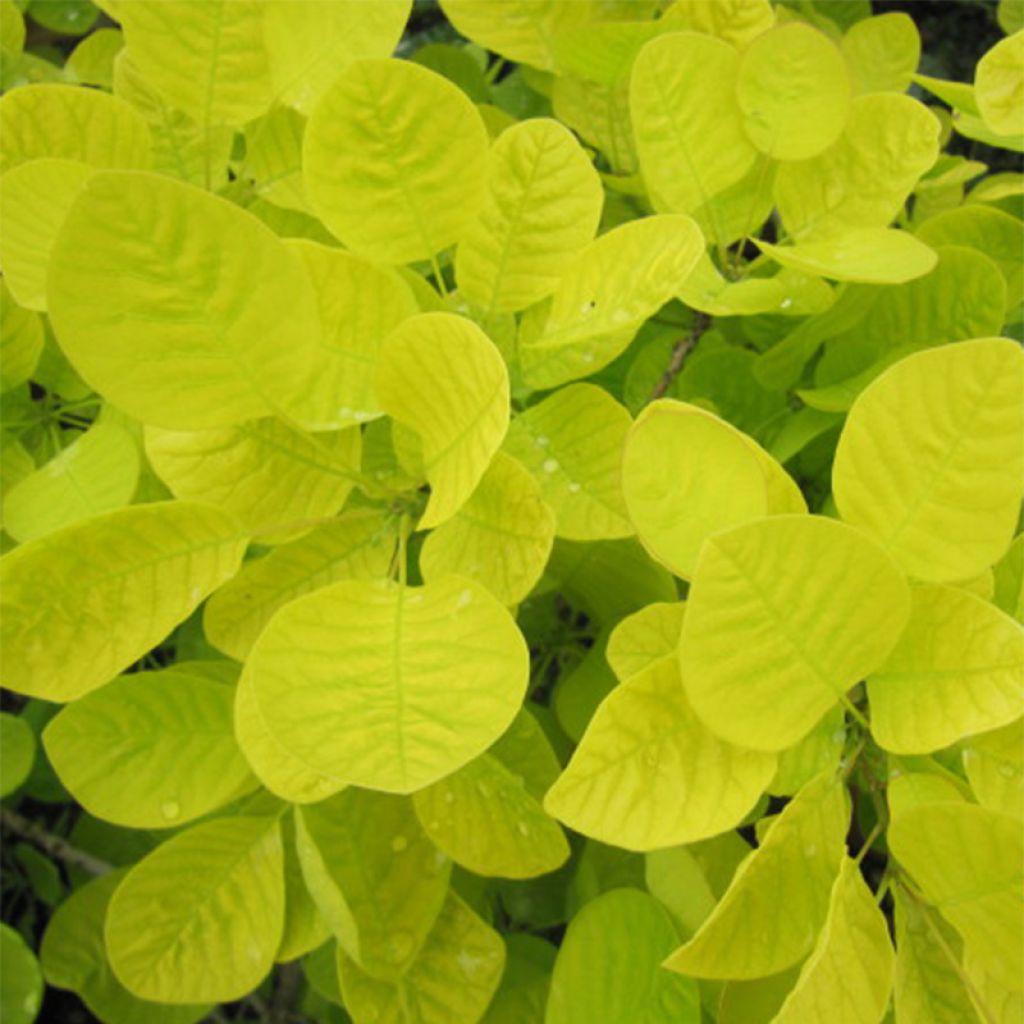 Árbol de las pelucas Golden Spirit - Cotinus coggygria