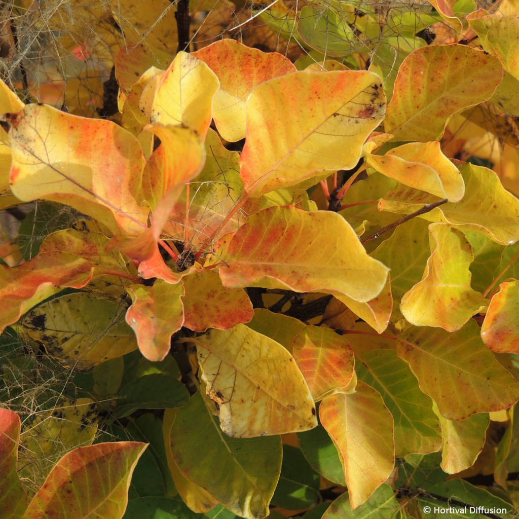 Árbol de las pelucas Lemon Lady - Cotinus coggygria