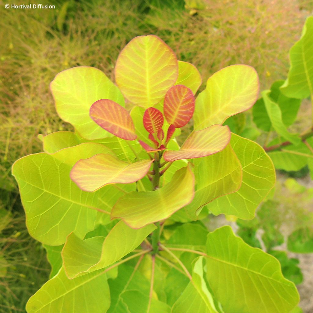 Árbol de las pelucas Lemon Lady - Cotinus coggygria