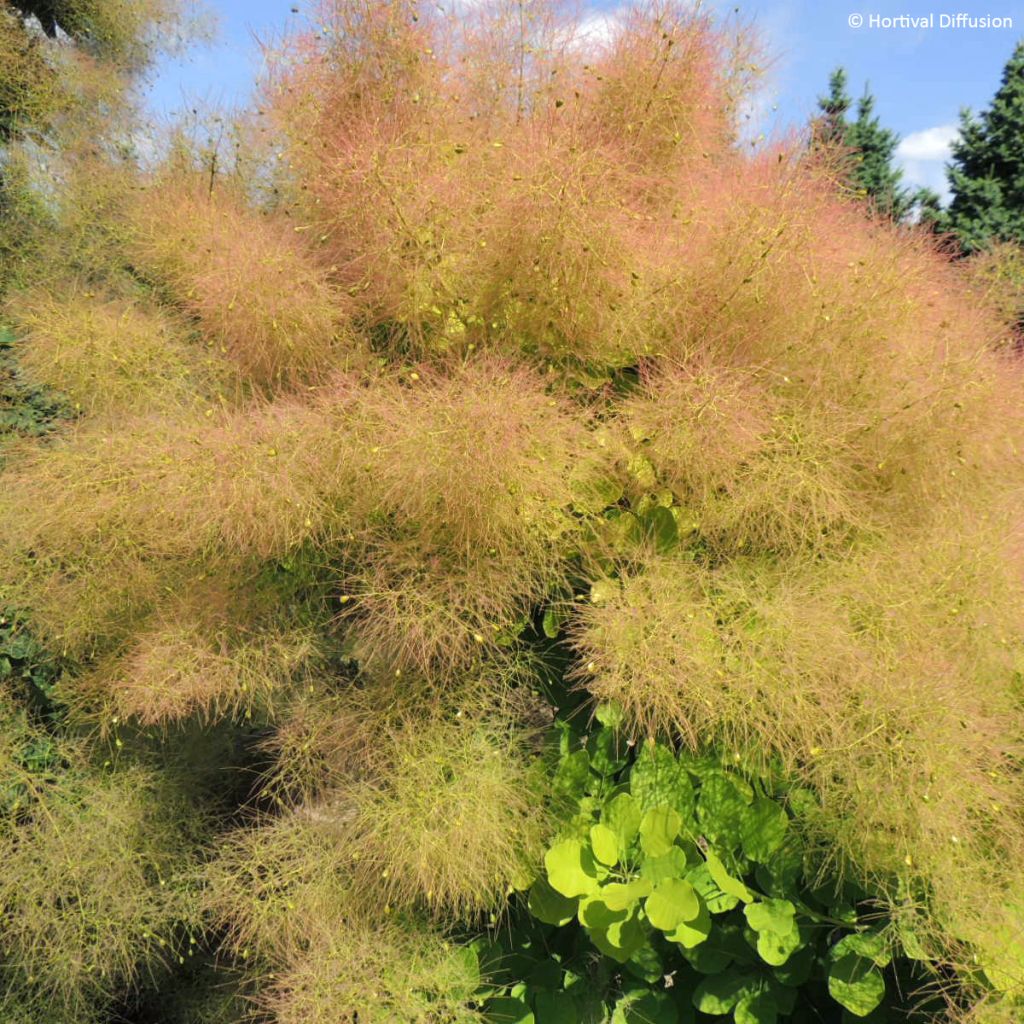 Árbol de las pelucas Lemon Lady - Cotinus coggygria