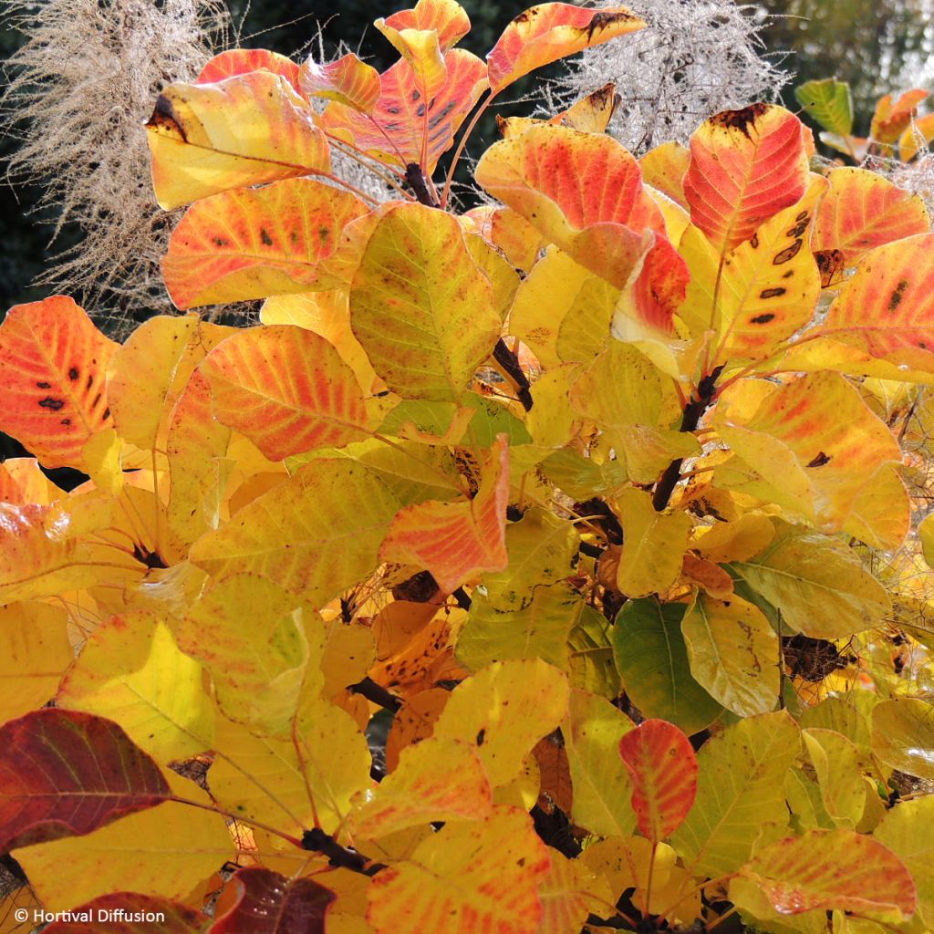 Árbol de las pelucas Lemon Lady - Cotinus coggygria