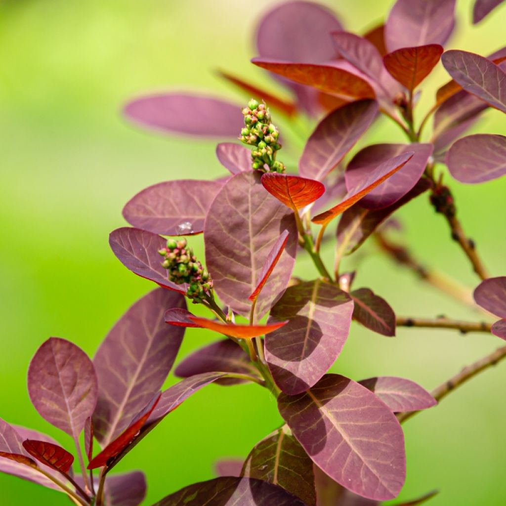 Árbol de las pelucas Royal Purple - Cotinus coggygria