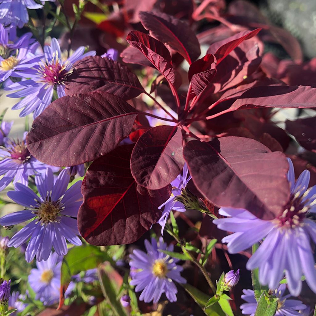 Cotinus coggygria Winecraft Black - Arbre à perruque