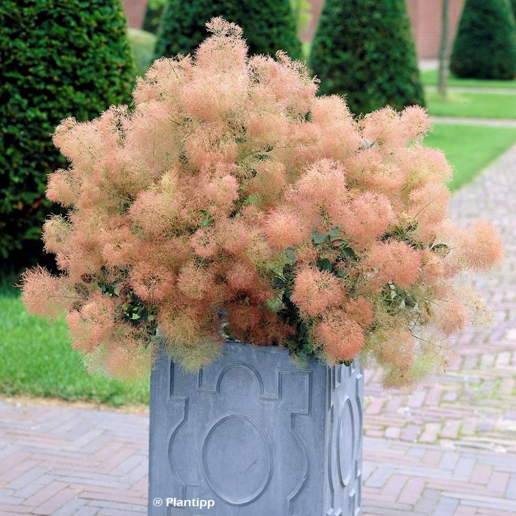 Cotinus coggygria Young Lady - Arbre à Perruque