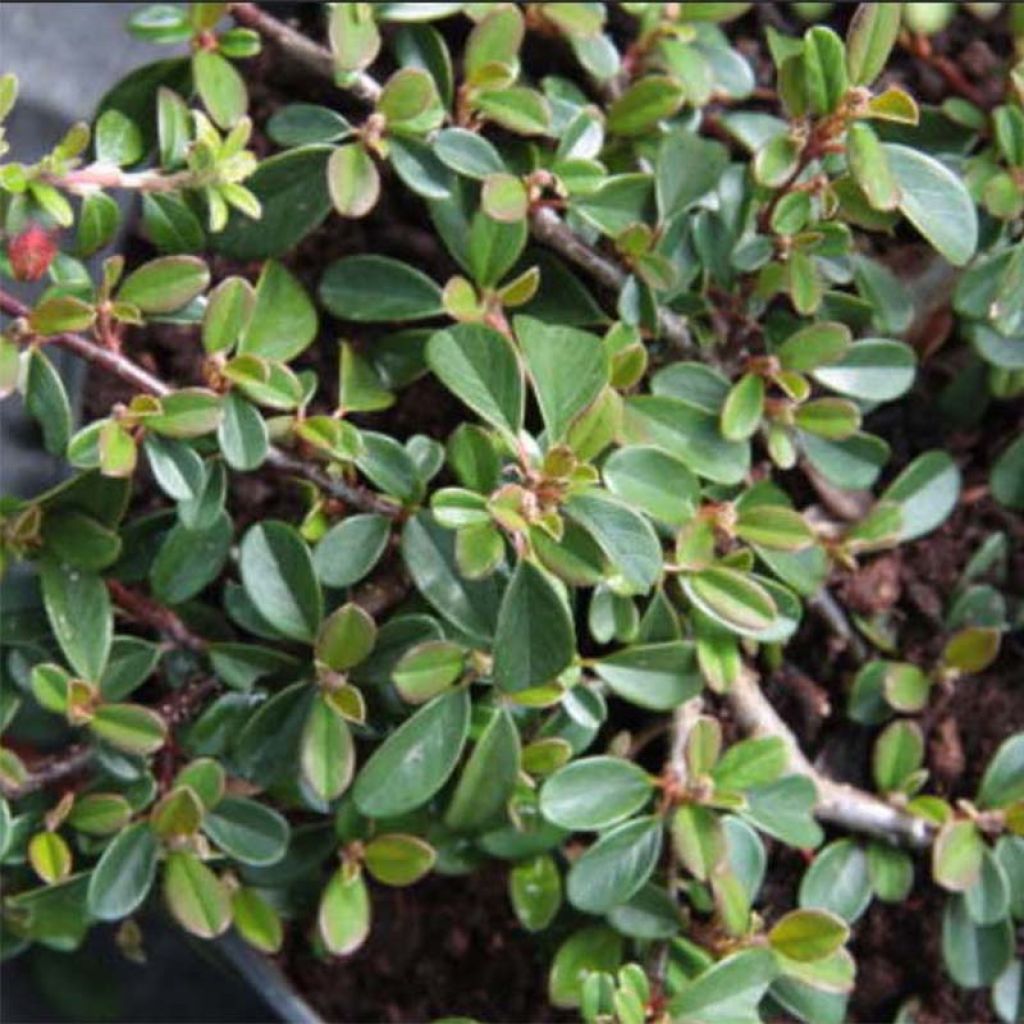 Cotoneaster Eichholz - Cotonéaster  de Dammer