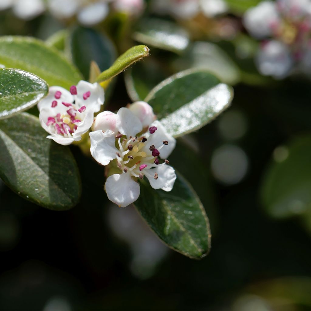 Cotoneaster dammeri Miranda - Cotoneaster de Dammer 