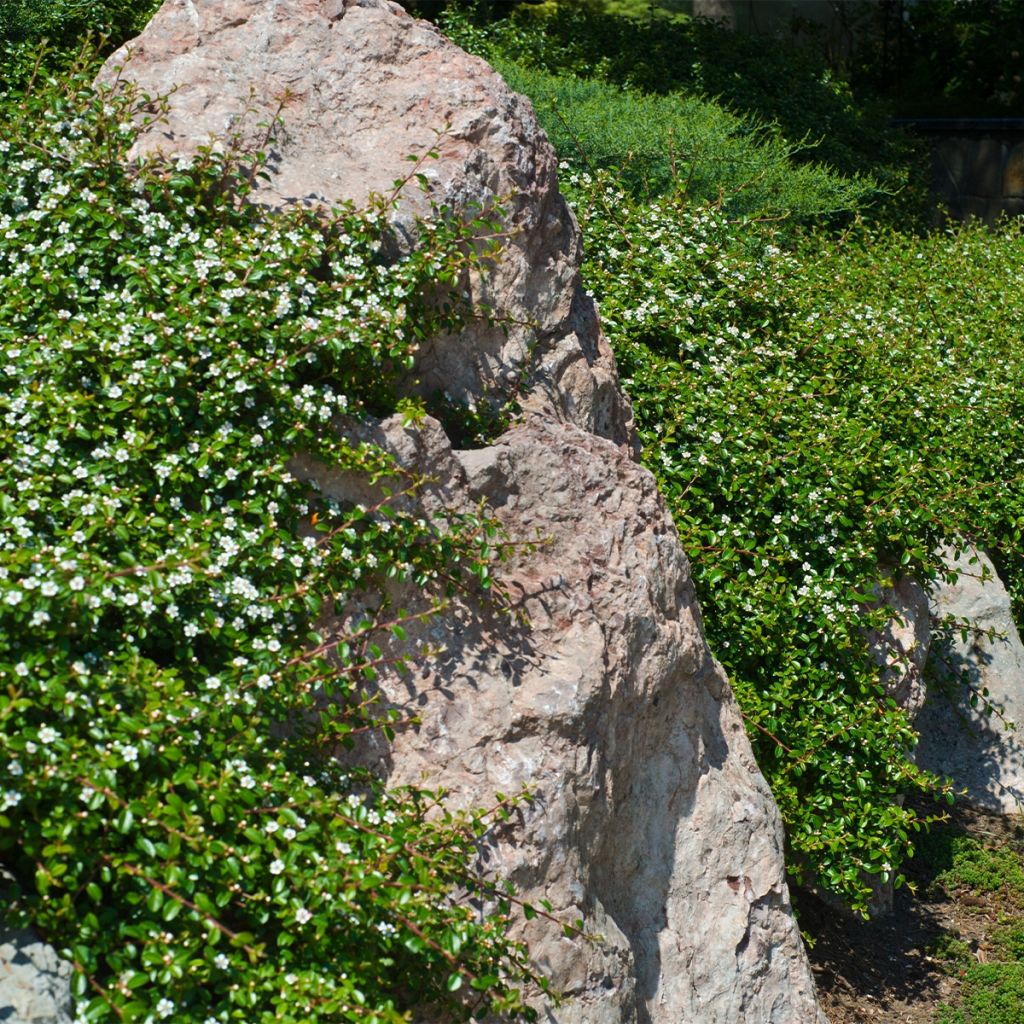 Cotoneaster dammeri Miranda - Cotoneaster de Dammer 