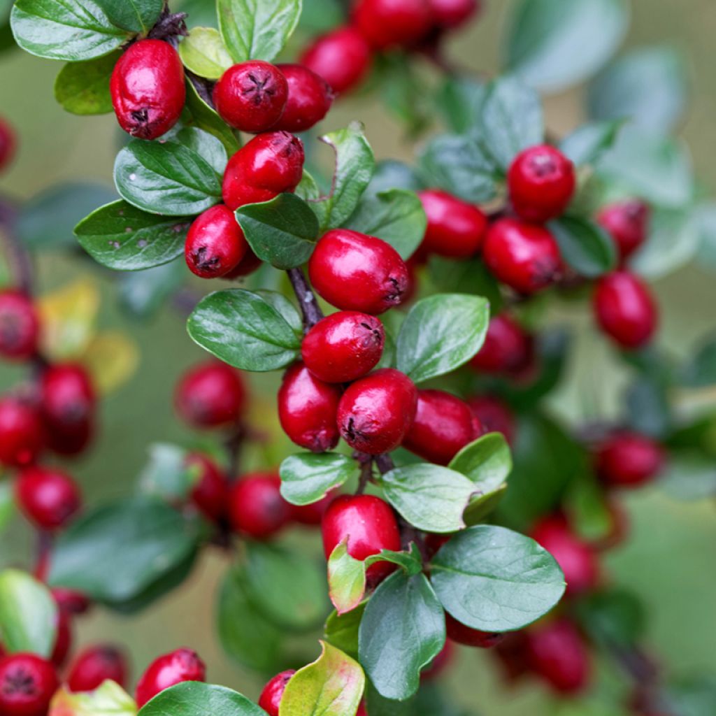 Cotoneaster divaricatus - Cotonéaster divariqué