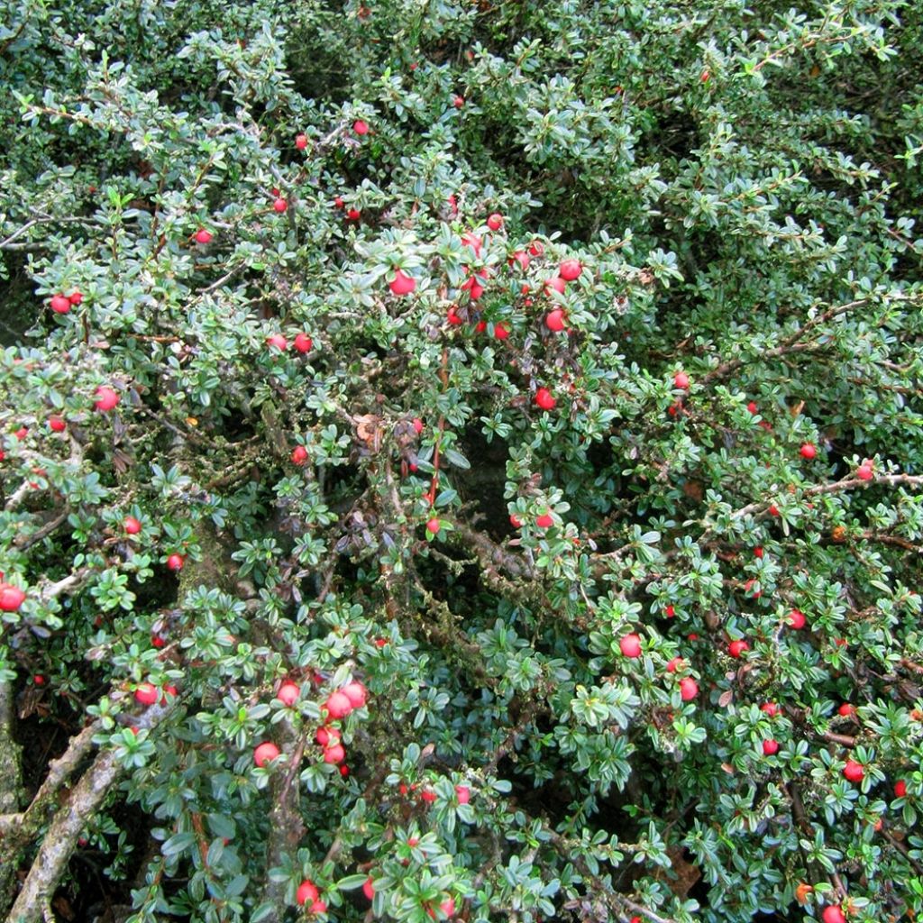 Cotonéaster à feuille de thym - Cotoneaster integrifolius