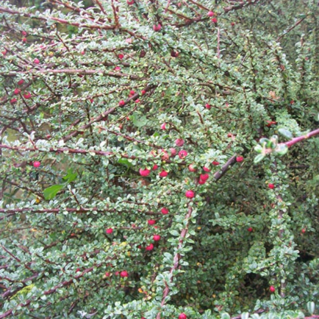 Cotoneaster microphyllus - Cotonéaster à petites feuilles