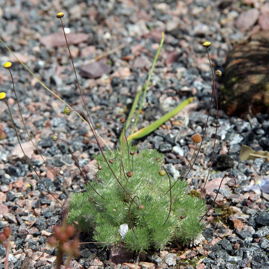 Cotula hispida