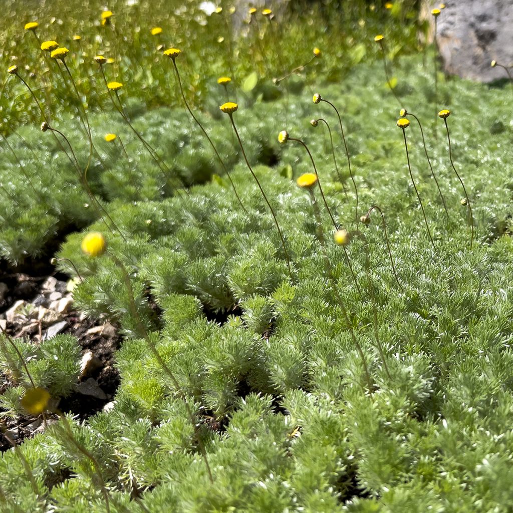 Cotula hispida