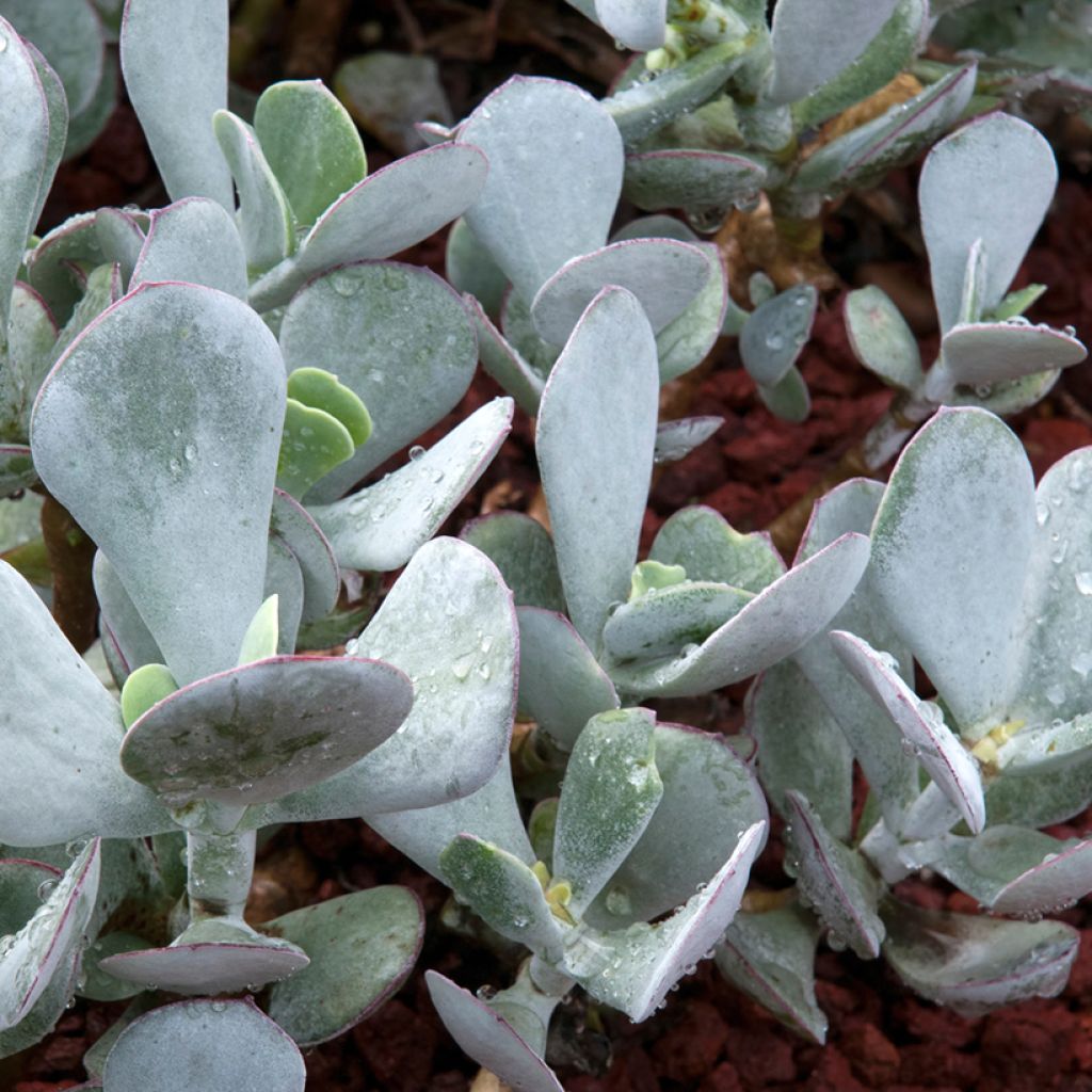 Cotyledon orbiculata Gray