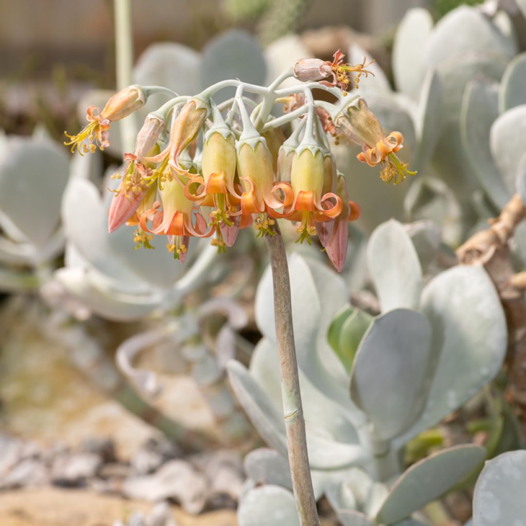 Cotyledon orbiculata Gray