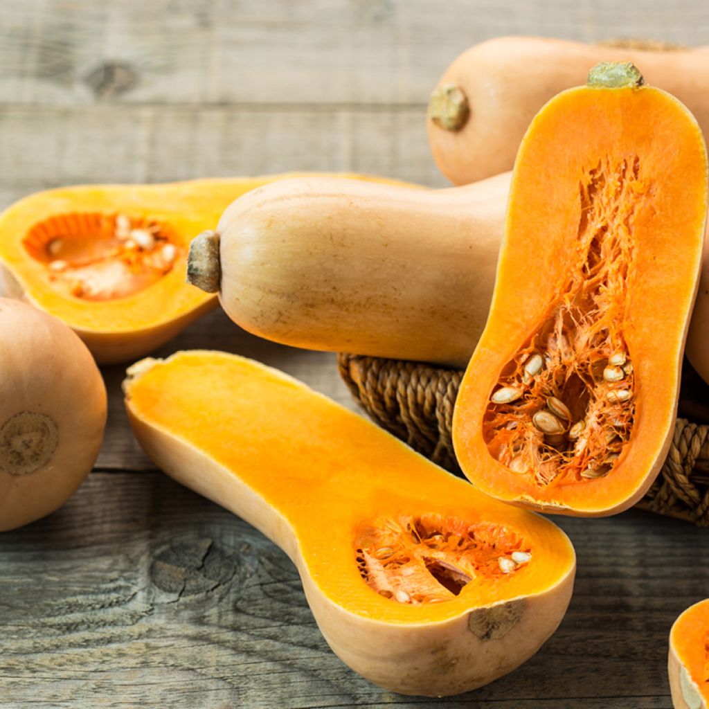 Calabacita amarilla Butternut Bio (semillas)