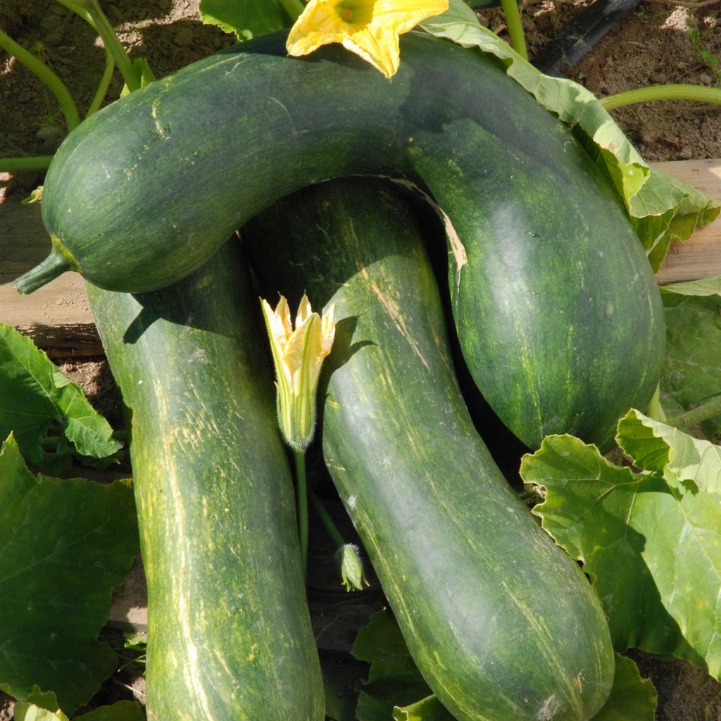 Courge Longue de Nice