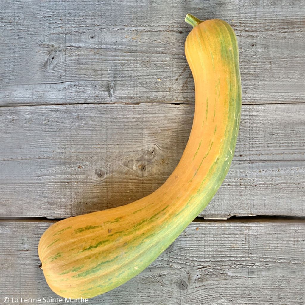 Calabacita amarilla Musquée Longue de Nice