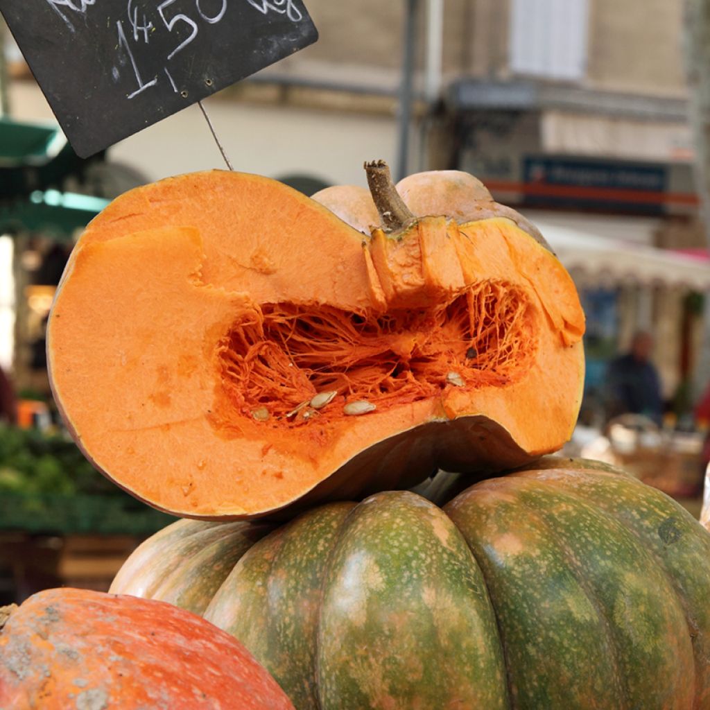 Calabacita amarilla Musquée d'hiver de Provence - Vilmorin