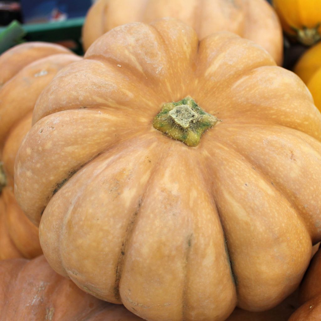 Calabacita amarilla Musquée d'hiver de Provence - Vilmorin