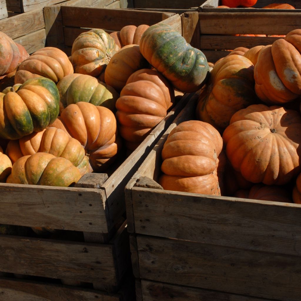 Calabacita amarilla Musquée d'hiver de Provence - Vilmorin