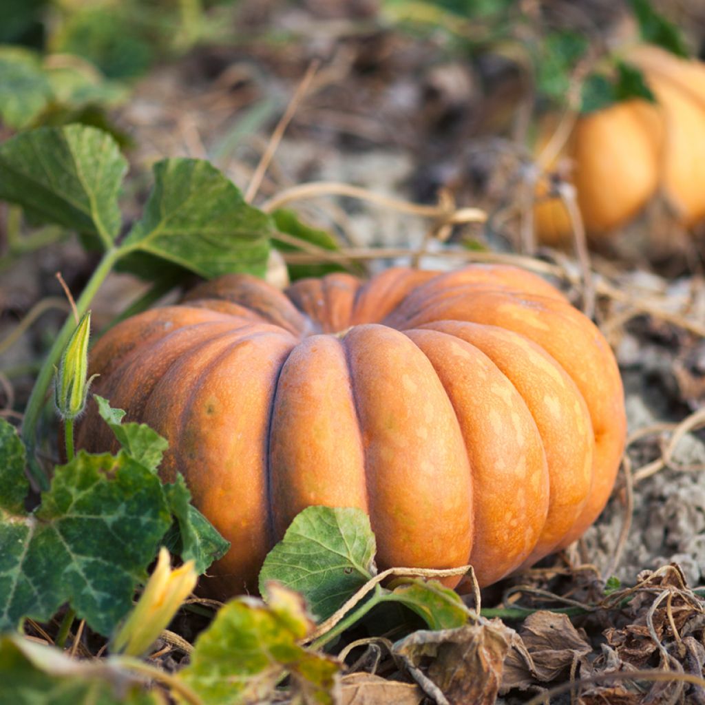 Calabacita amarilla Musquée d'hiver de Provence (semillas)