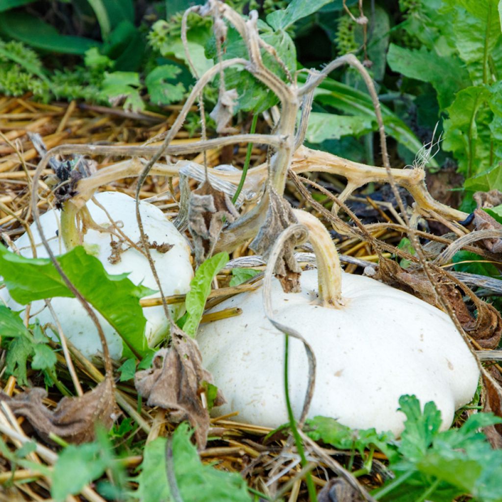 Calabaza bonetera Blanca Bio - Ferme de Sainte Marthe