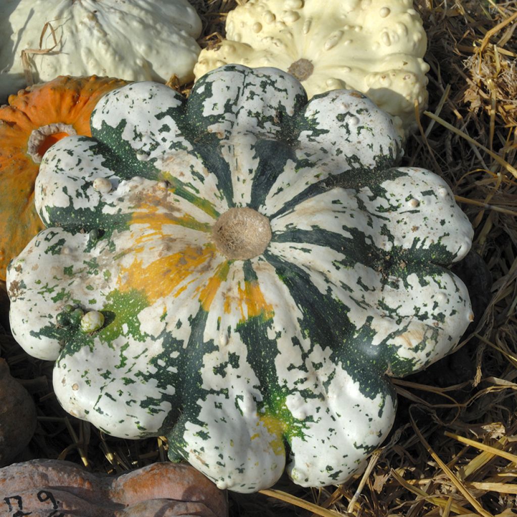 Calabaza bonetera Variegata