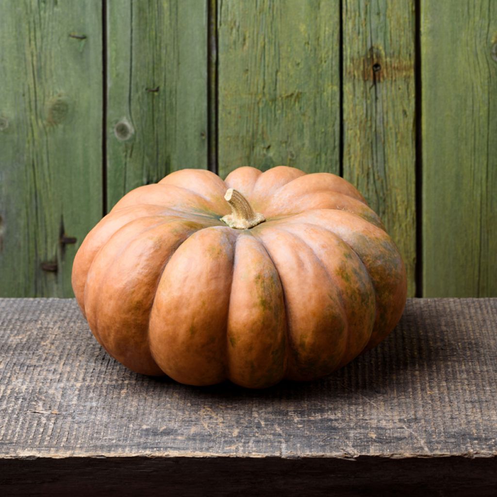 Calabacita amarilla musquée de Provence