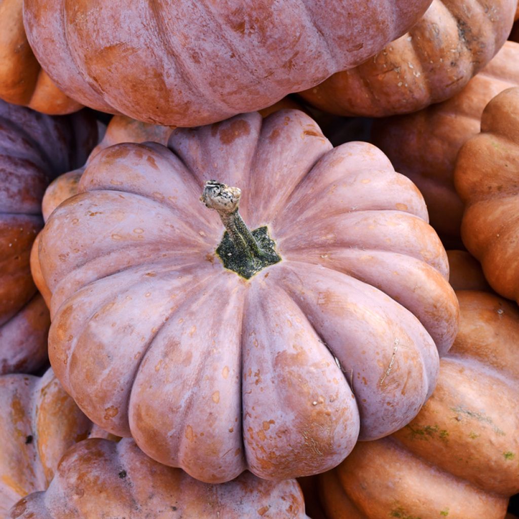 Calabacita amarilla musquée de Provence